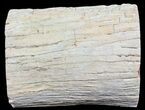 Polished Petrified Wood Limb - Madagascar #54587-1